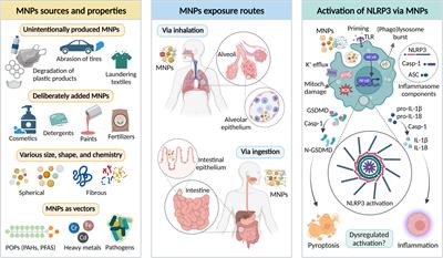 NLRP3 inflammasome as a sensor of micro- and nanoplastics immunotoxicity